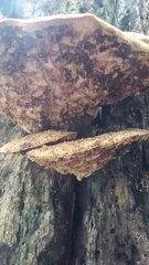 Cerioporus squamosus