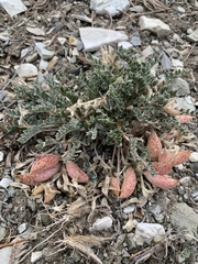 Astragalus chamaeleuce