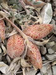 Astragalus chamaeleuce