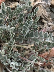 Astragalus chamaeleuce