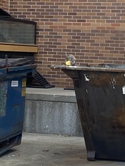 Sciurus carolinensis