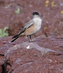 Muscisaxicola capistratus