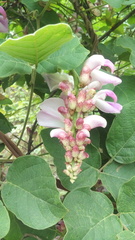 Canavalia septentrionalis