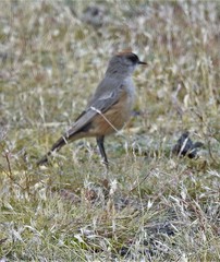 Muscisaxicola capistratus