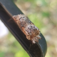 Dasylophia thyatiroides