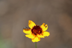 Acmaeodera miliaris