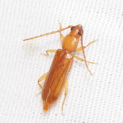 Smodicum cucujiforme