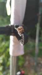 Dasylophia thyatiroides