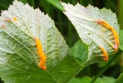 Triphragmium ulmariae