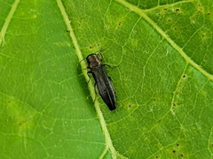 Agrilini