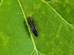 Agrilini
