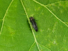 Agrilini