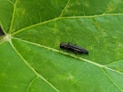 Agrilini