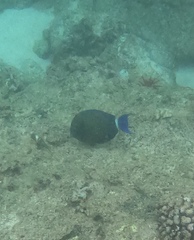 Acanthurus blochii
