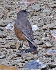 Muscisaxicola capistratus