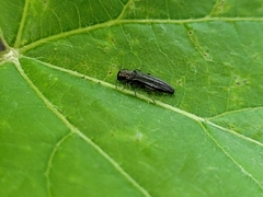 Agrilini