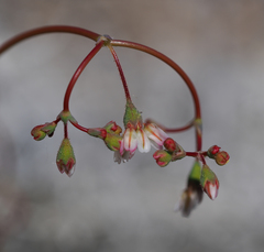 Eriogonum nutans nutans