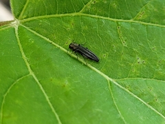 Agrilini