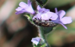 Acmaeodera neglecta neoneglecta