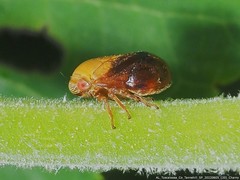 Clastoptera achatina