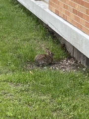 Sylvilagus floridanus