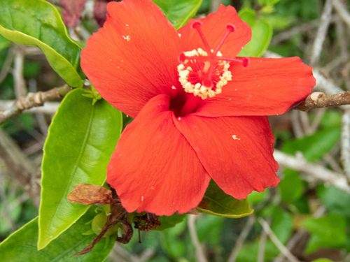 Hibiscus clayi