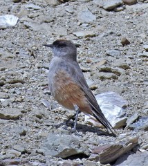 Muscisaxicola capistratus