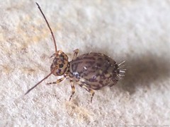 Ptenothrix marmorata