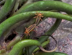 Stenomacra marginella