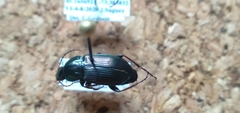 Poecilus lucublandus