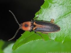 Megapenthes limbalis