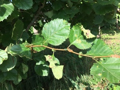 Crataegus harbisonii