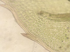 Mnium thomsonii