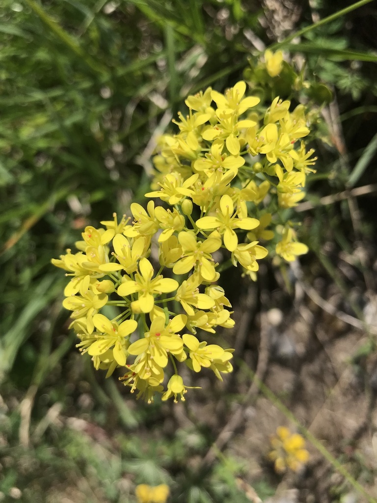Biscutella laevigata