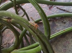 Stenomacra marginella