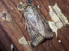 Australothis rubrescens