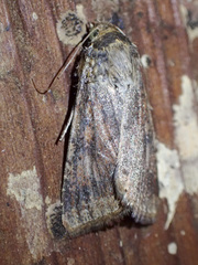 Australothis rubrescens