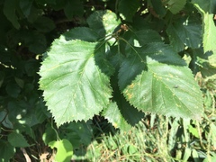 Crataegus harbisonii