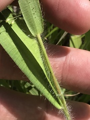 Dichanthelium praecocius