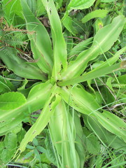 Chlorophytum krookianum