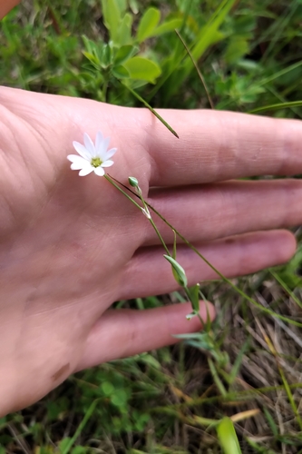 longstalk starwort (Stellaria longipes)