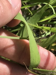 Dichanthelium praecocius