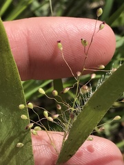 Dichanthelium praecocius