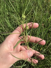 Asclepias stenophylla