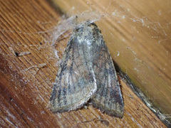 Australothis rubrescens