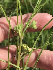 Asclepias stenophylla