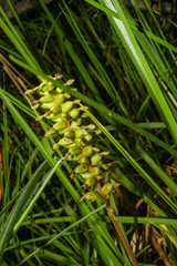 Cranichis ciliata