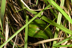 Cranichis ciliata