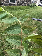 Ailanthus altissima
