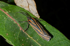 Ctenucha venosa